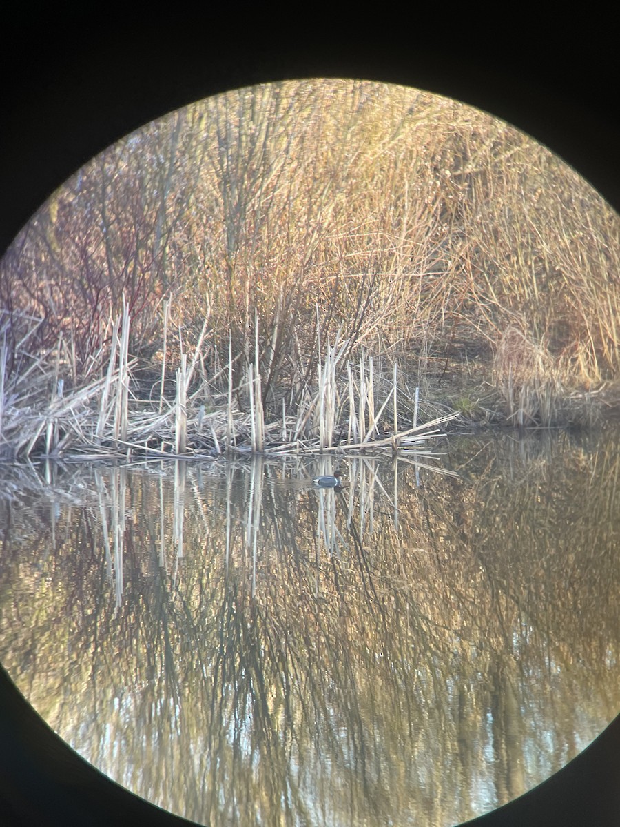 Green-winged Teal - ML617466674