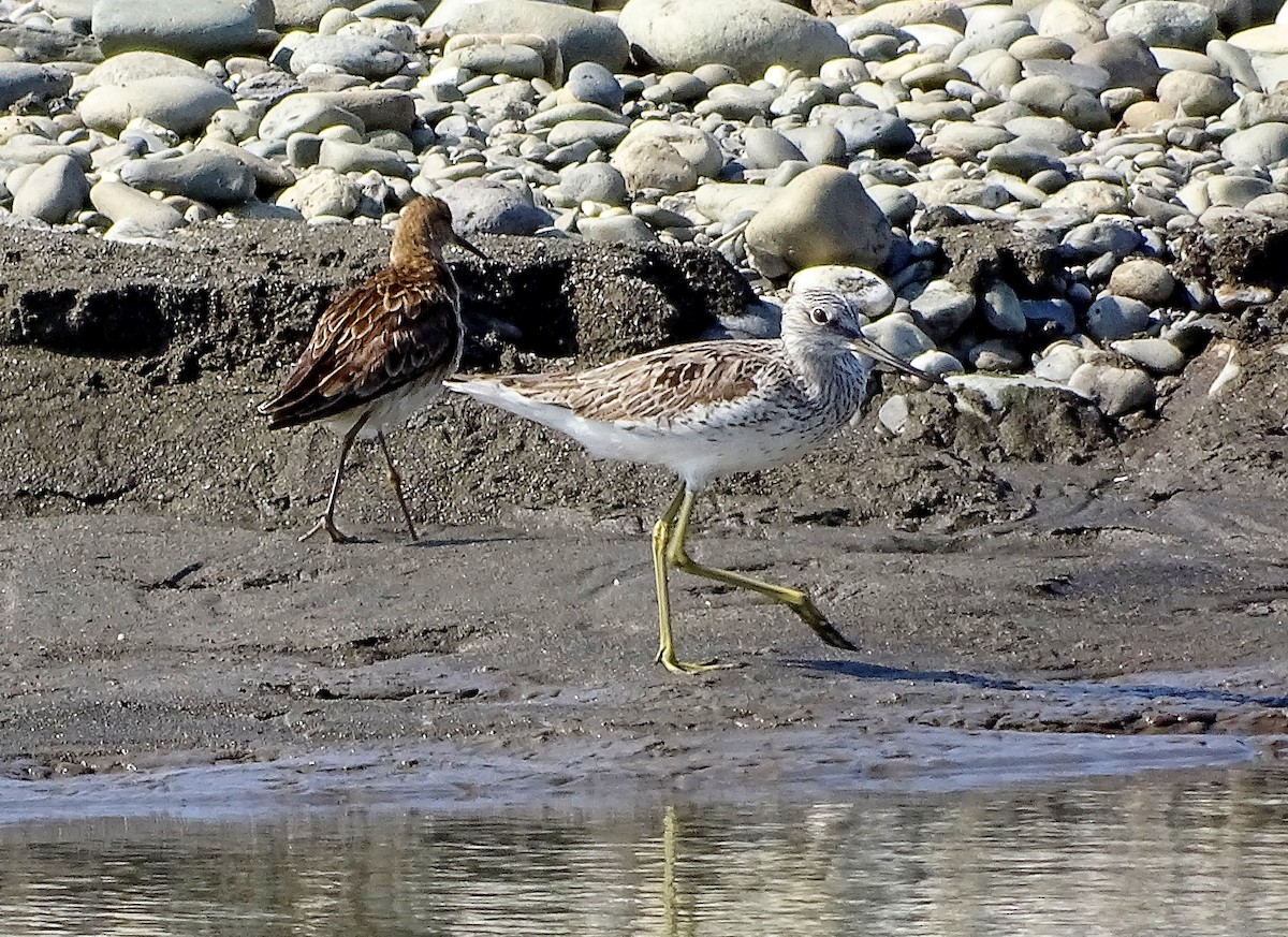 Common Greenshank - Александр Любимов