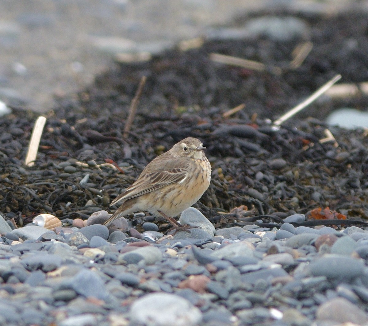 American Pipit - ML617466681