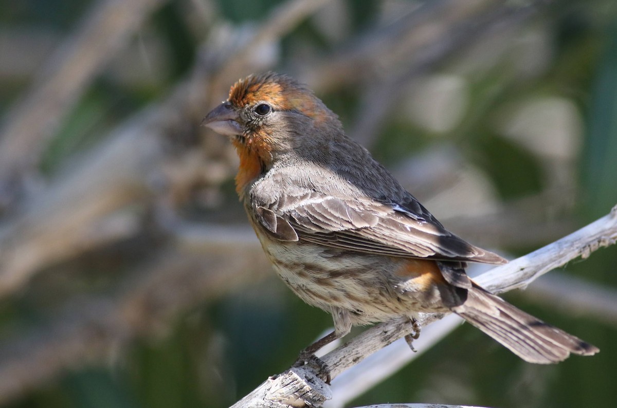 House Finch - ML617466685