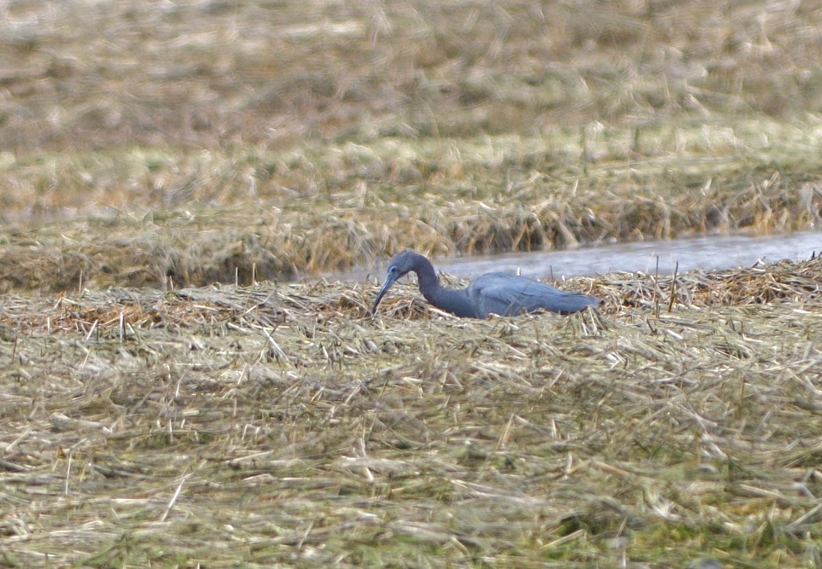 Little Blue Heron - ML617466686