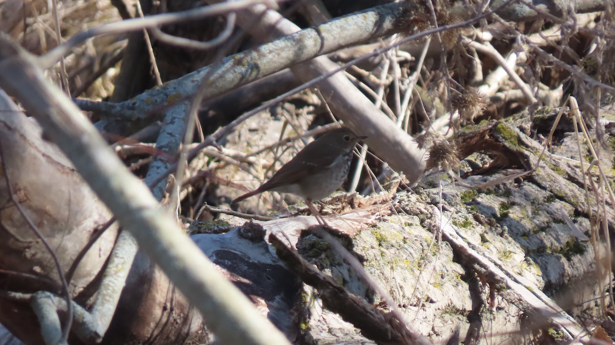 Hermit Thrush - Howard Lorenz