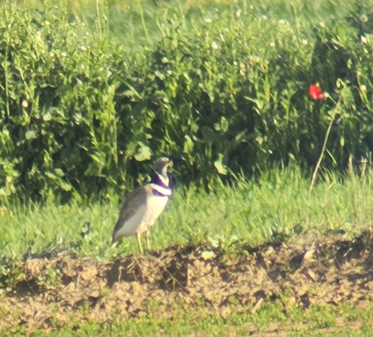 Little Bustard - ML617466747