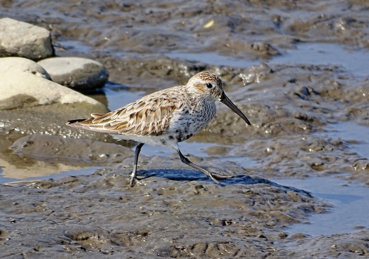 Dunlin - Александр Любимов