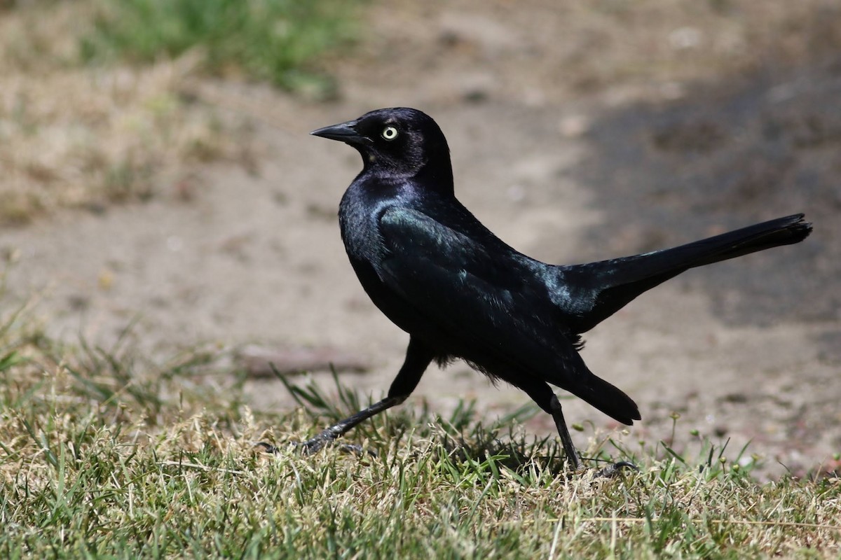 Brewer's Blackbird - Quinn Nial