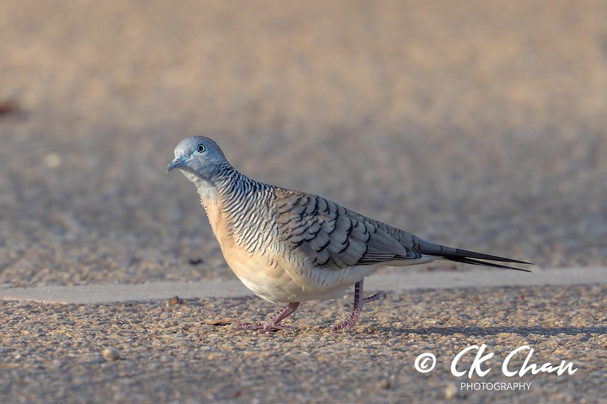 Zebra Dove - ML617466852