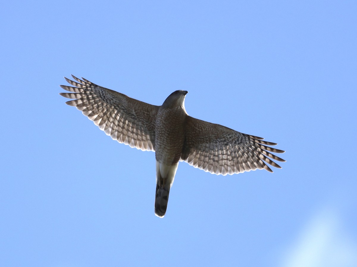 Cooper's Hawk - Mike McInnis