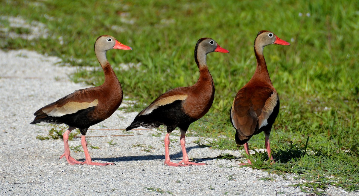 Black-bellied Whistling-Duck - John Whitehead