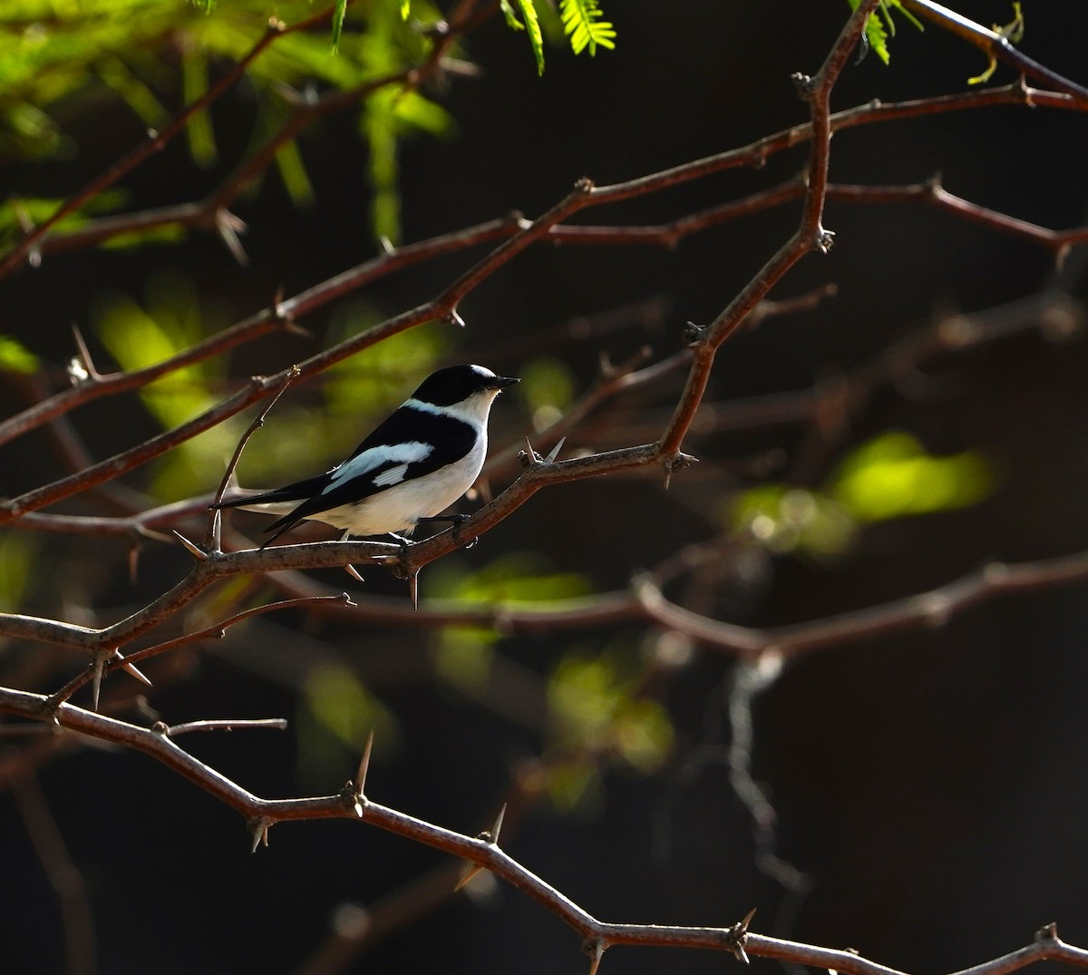 Collared Flycatcher - ML617467025