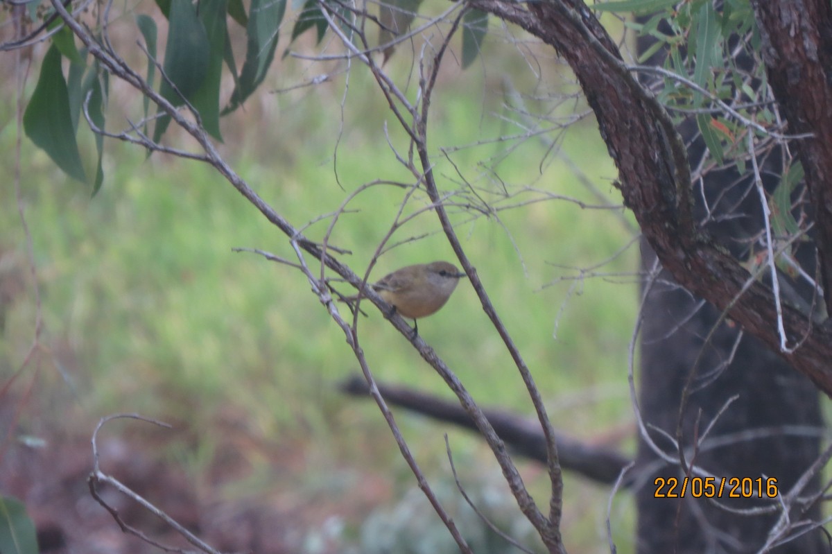 Brown Gerygone - ML617467034