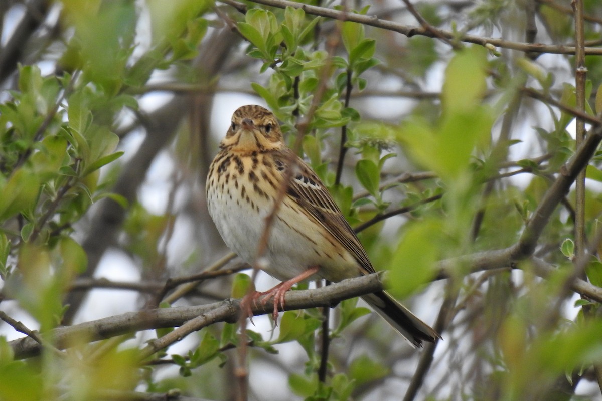 Tree Pipit - Peter Hines