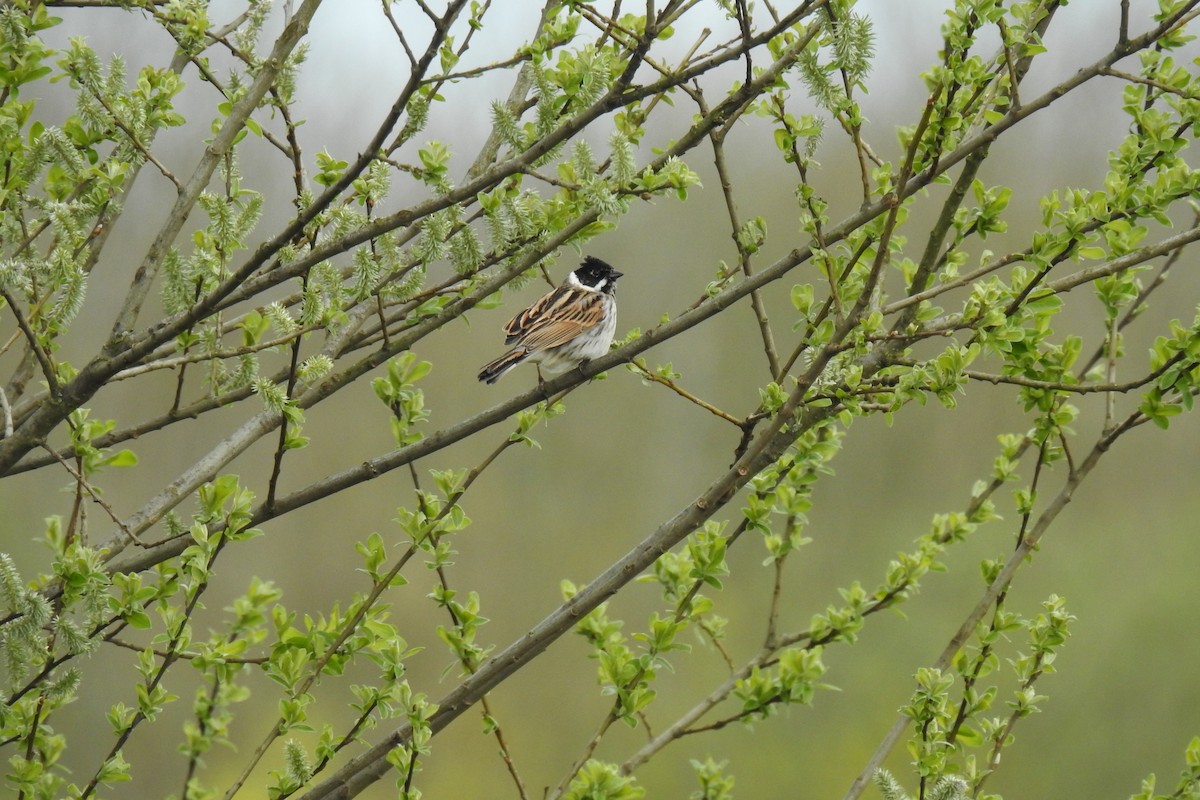 Reed Bunting - Peter Hines