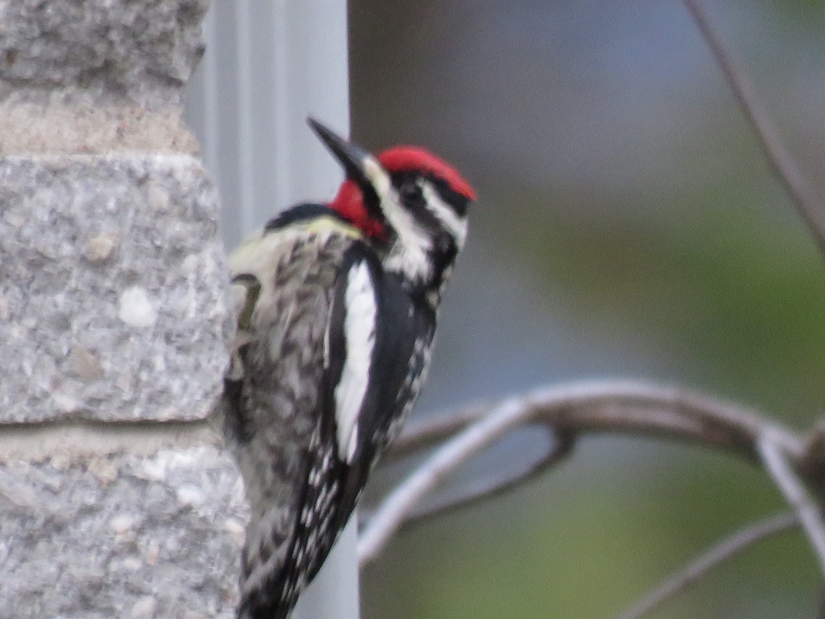 Yellow-bellied Sapsucker - ML617467069