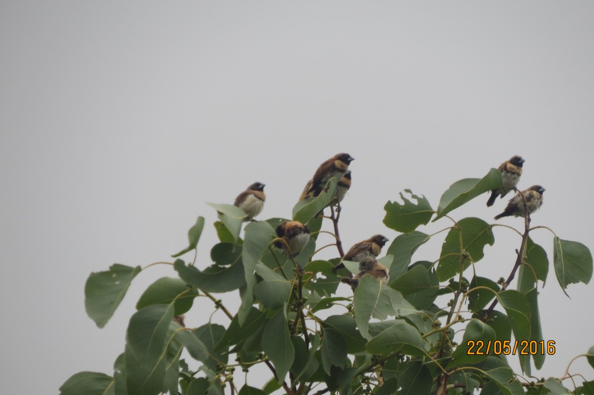 Chestnut-breasted Munia - ML617467070