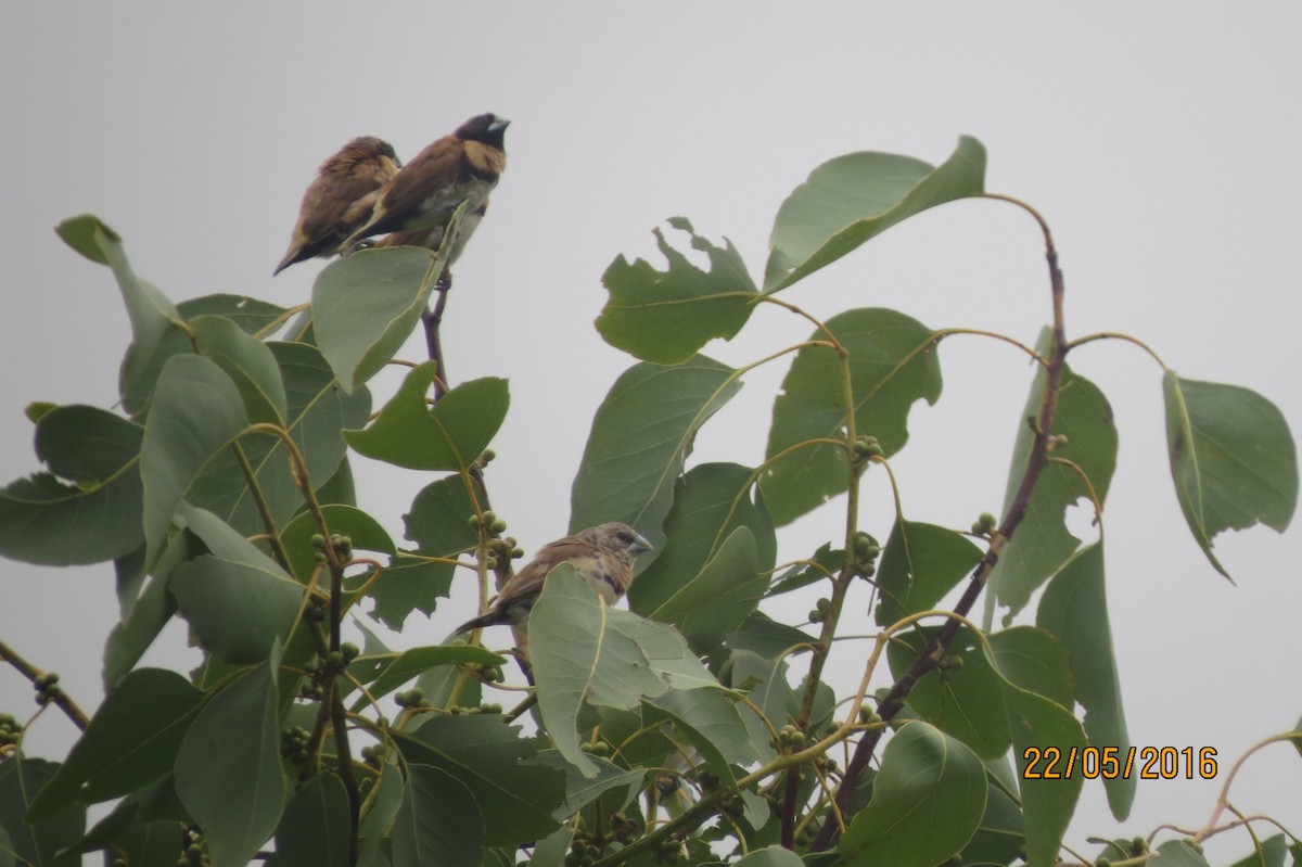 Chestnut-breasted Munia - ML617467071