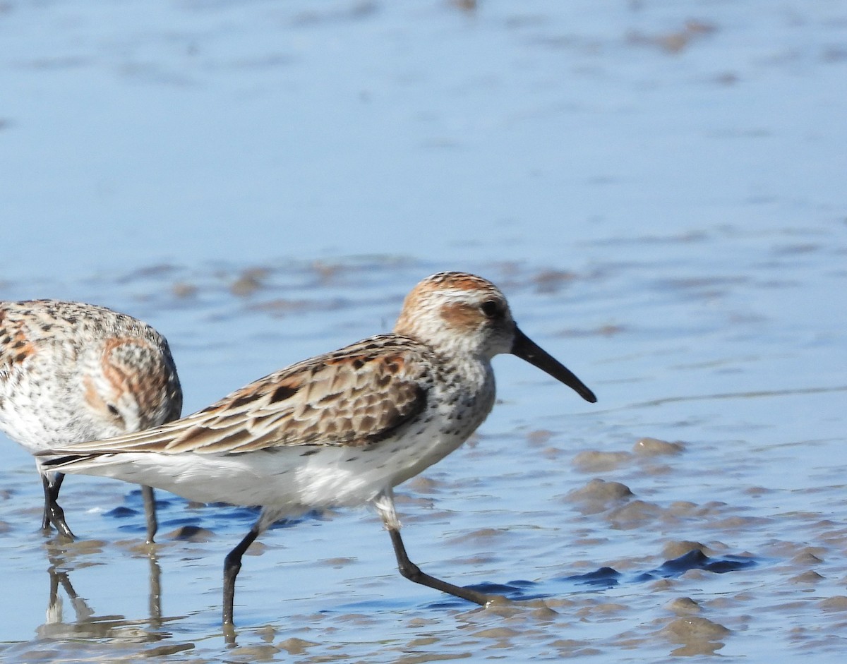 Western Sandpiper - ML617467078