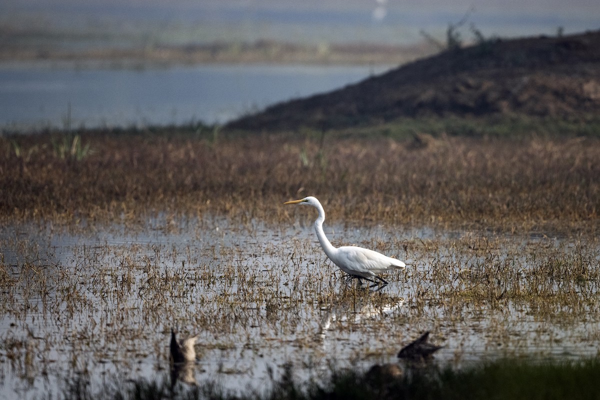 Great Egret - ML617467079