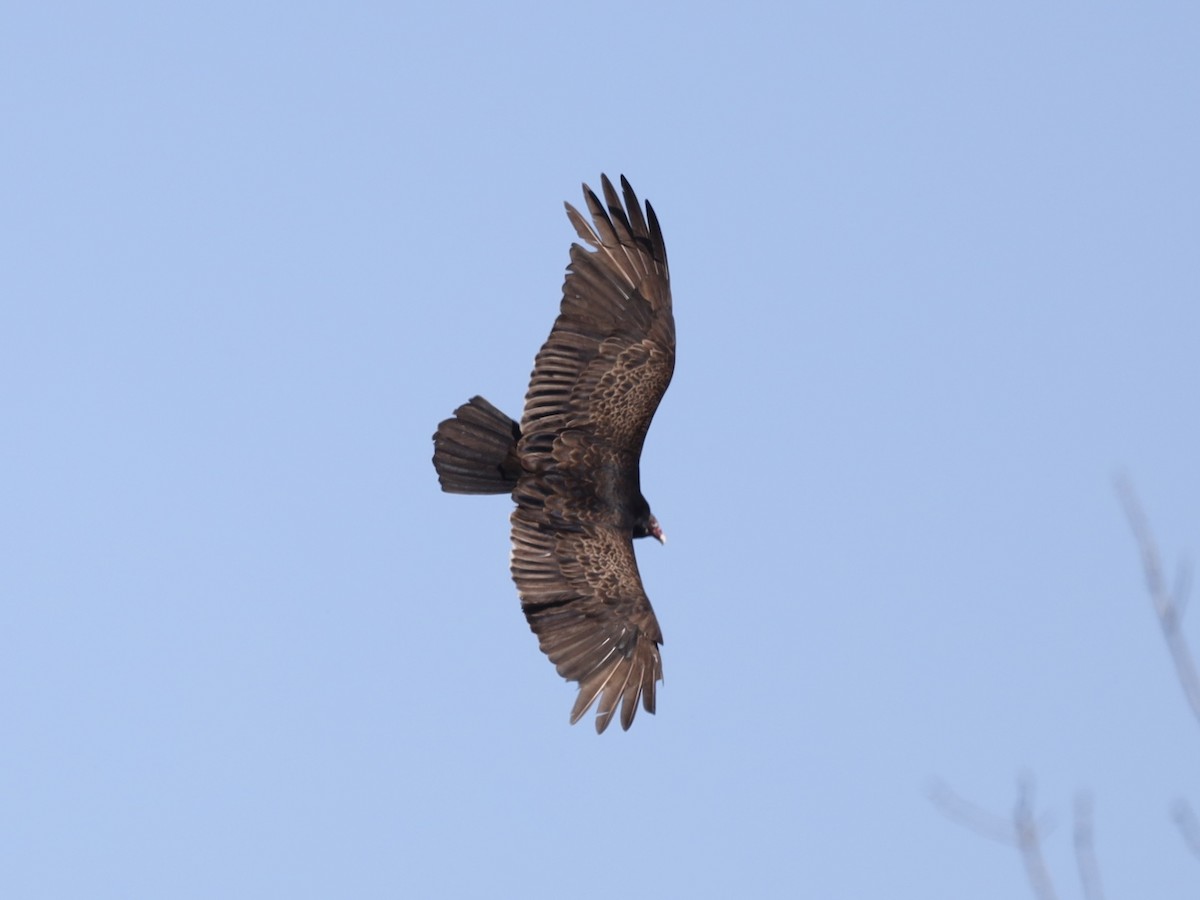 Turkey Vulture - ML617467100