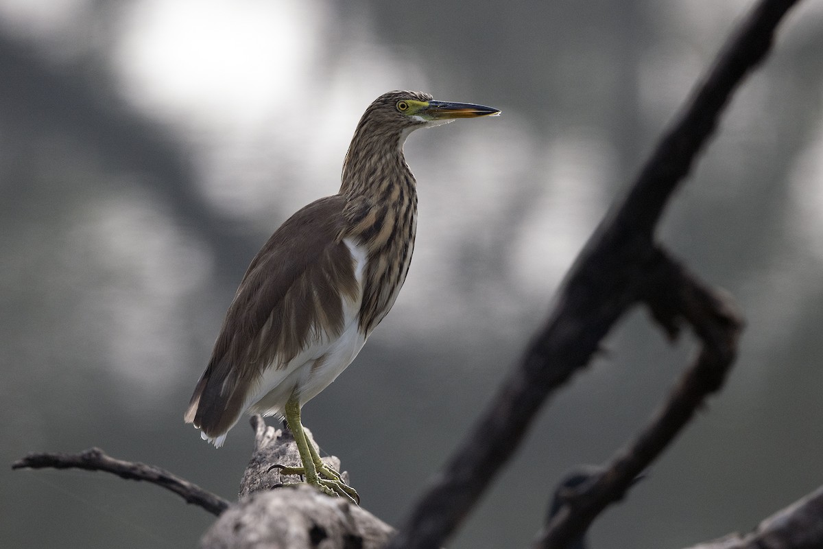 Indian Pond-Heron - ML617467139