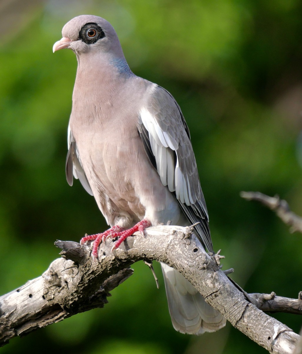 Bare-eyed Pigeon - Rebecca Smith