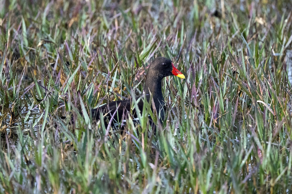 Eurasian Moorhen - ML617467178