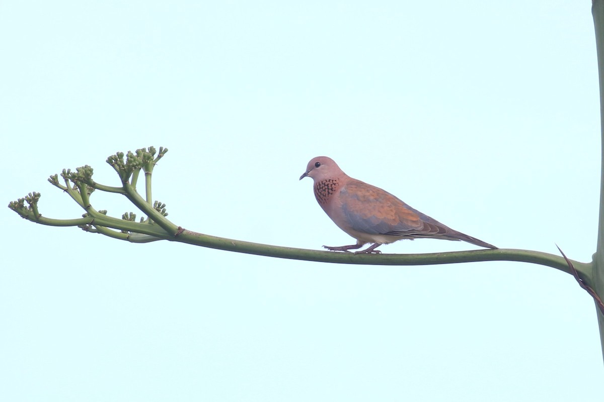 Laughing Dove - ML617467194