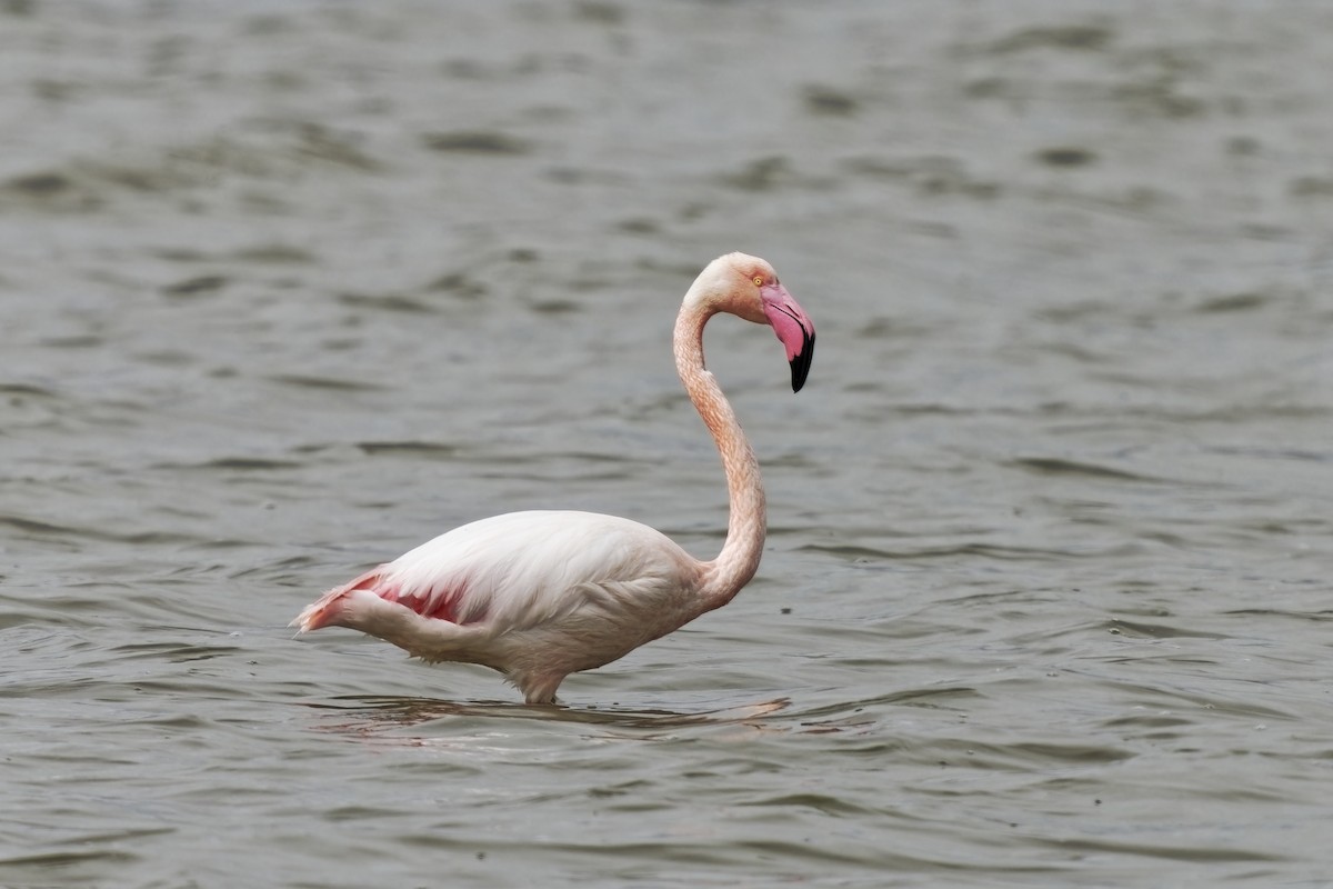 Greater Flamingo - ML617467201