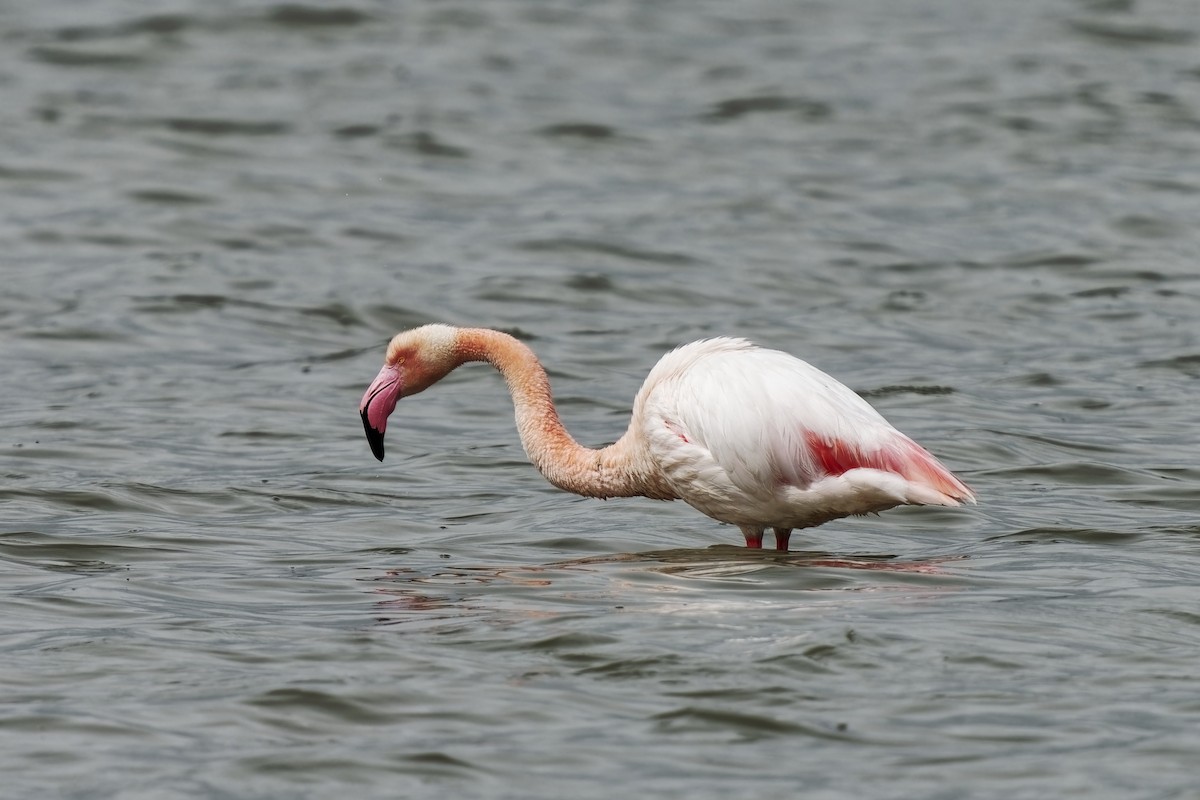 Greater Flamingo - ML617467202