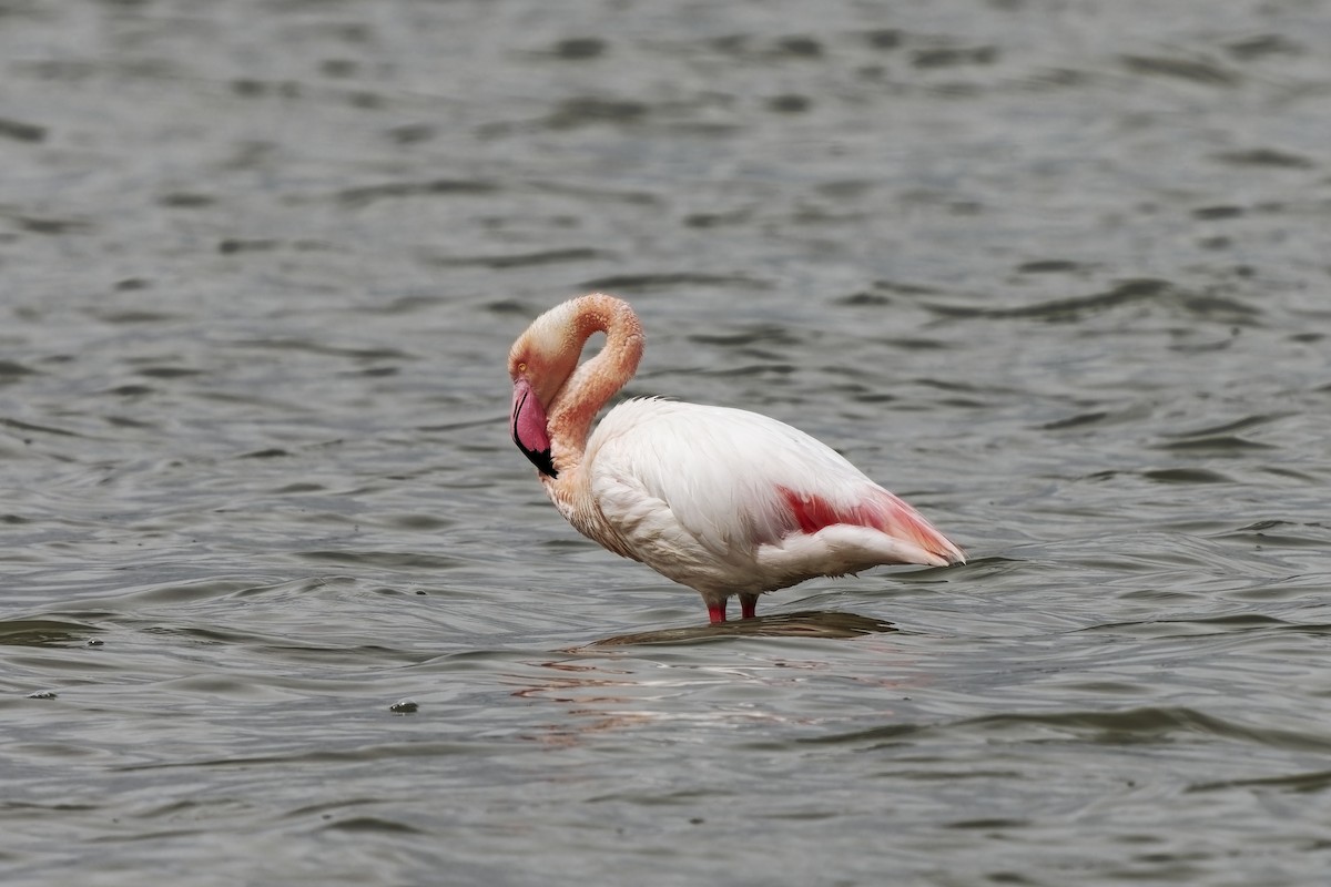 Greater Flamingo - ML617467204