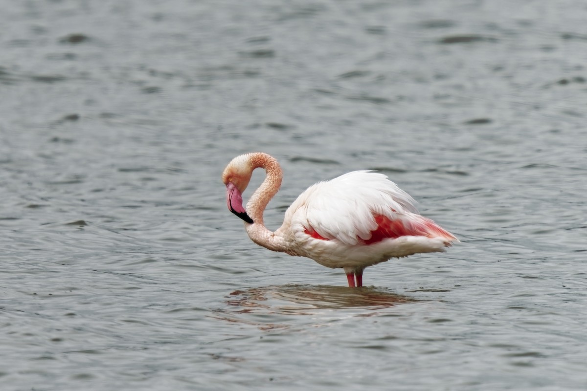 rosenflamingo - ML617467205