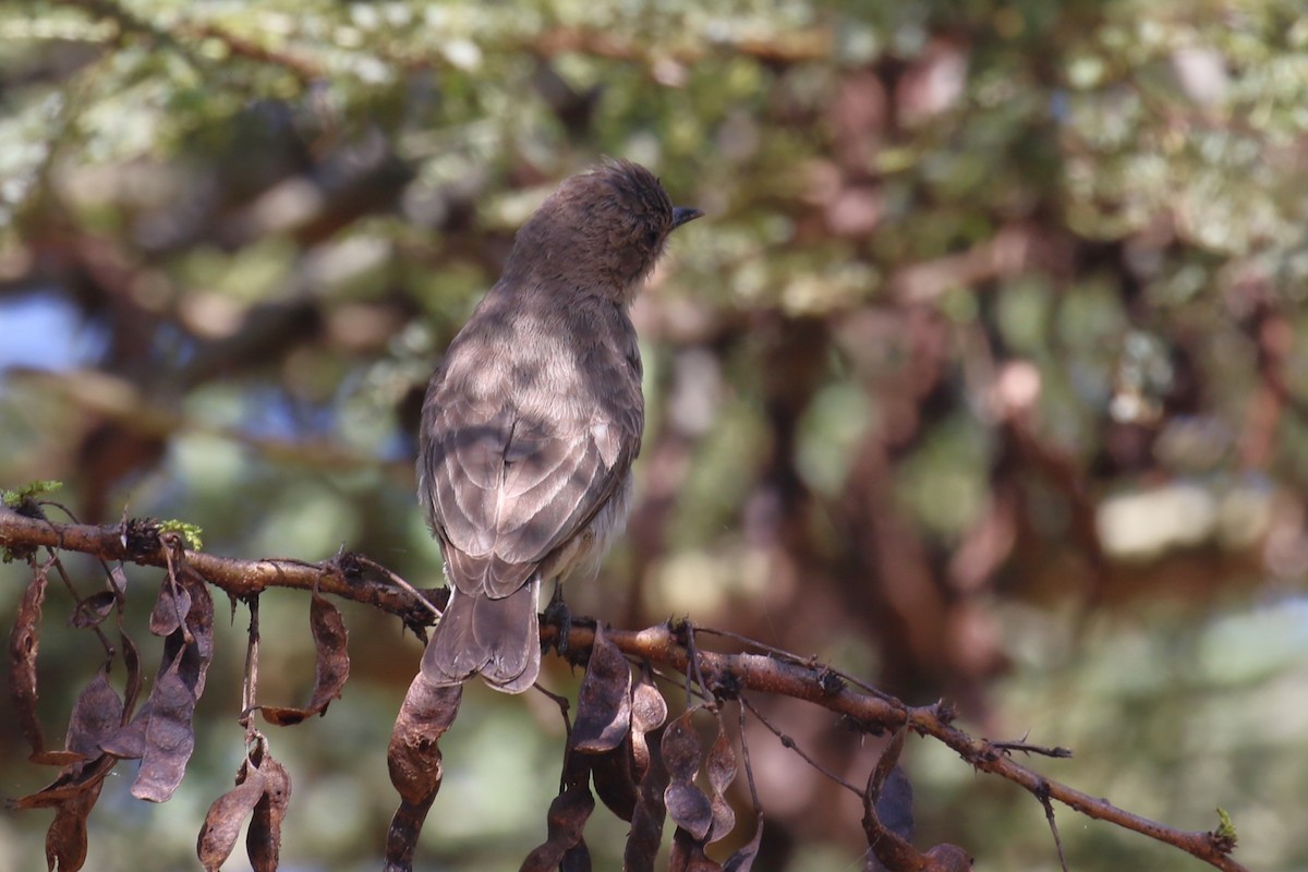 Wahlberg's Honeyguide - ML617467208