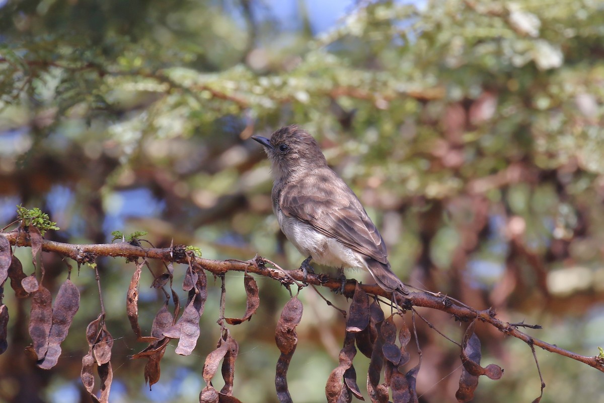 Wahlberg's Honeyguide - Fikret Ataşalan