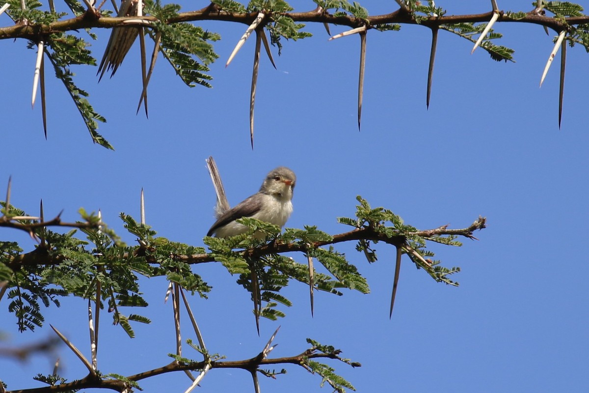 Buff-bellied Warbler - Fikret Ataşalan