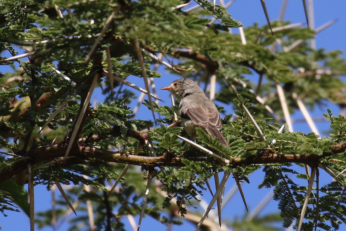 Prinia Ventripálida - ML617467220