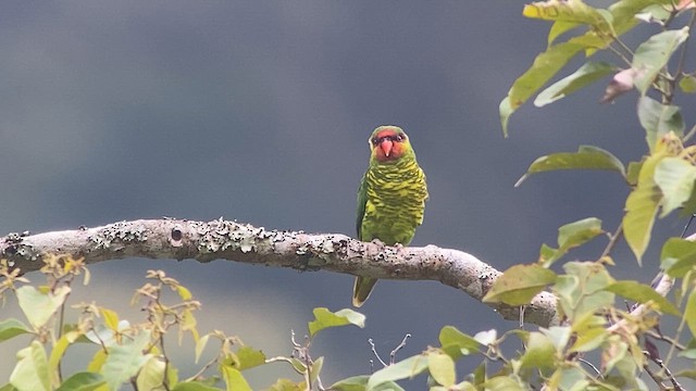 Mindanao Loriketi - ML617467236