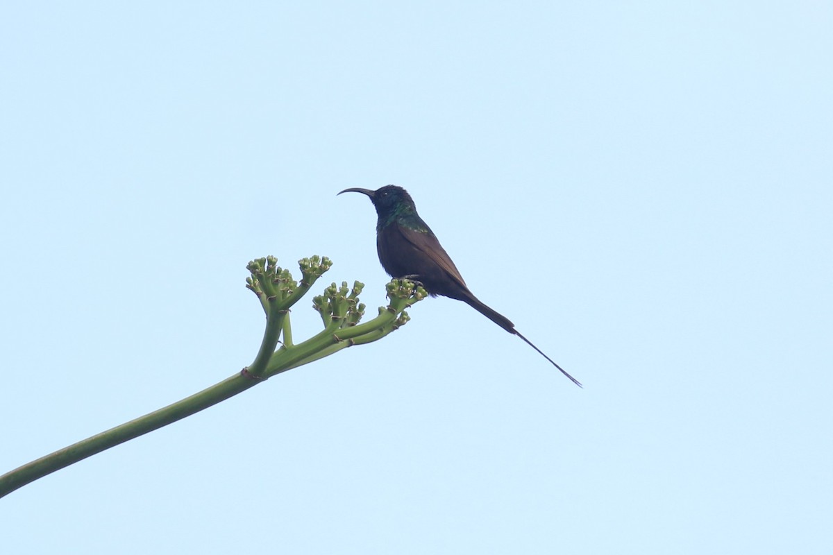 Bronze Sunbird - Fikret Ataşalan