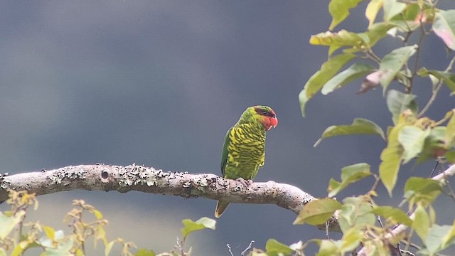 Mindanao Loriketi - ML617467241