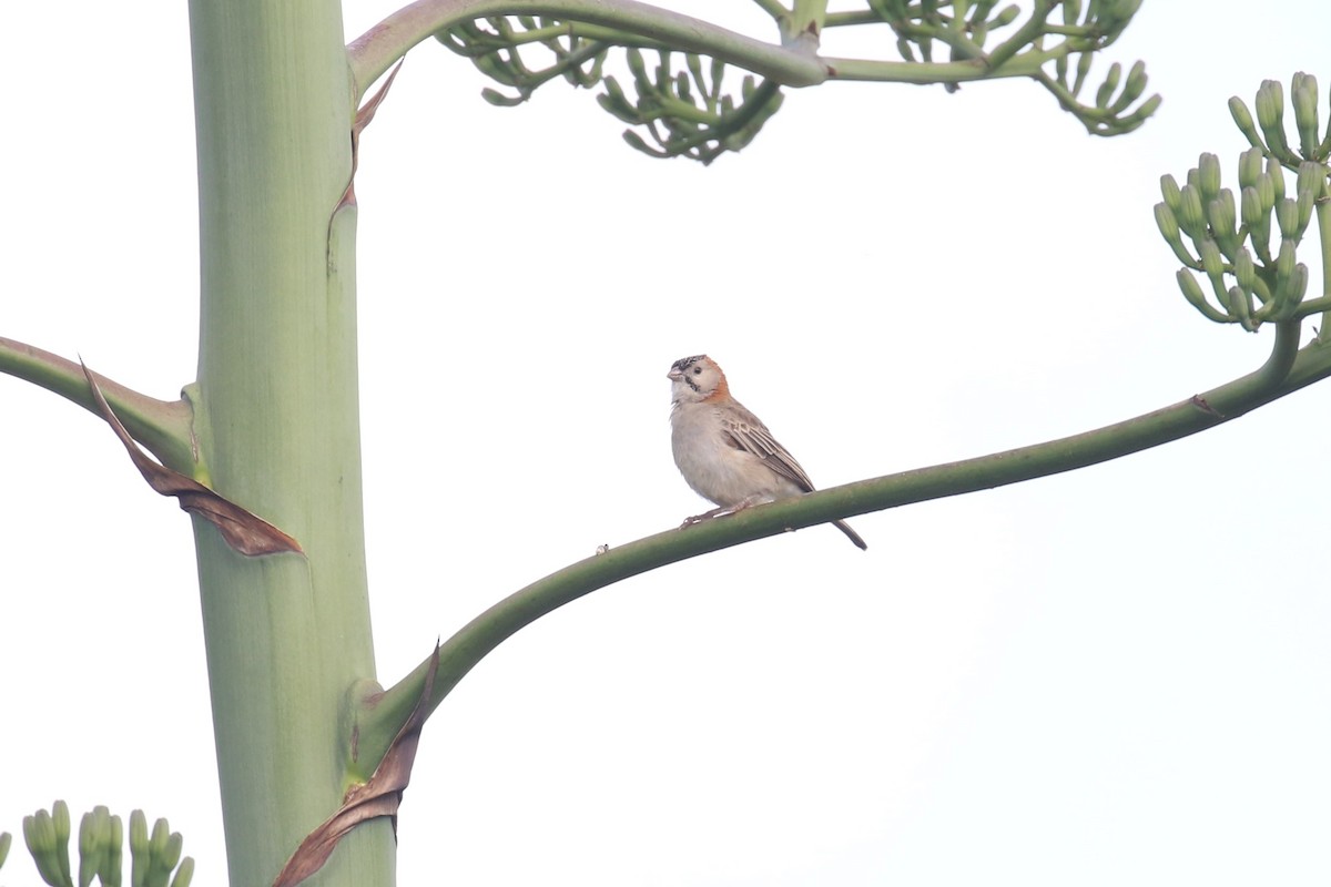 Speckle-fronted Weaver - ML617467242