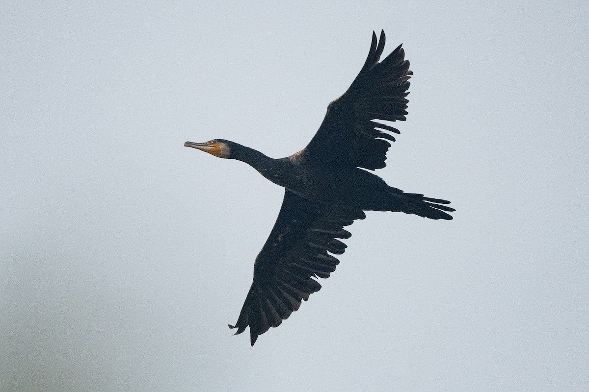 Great Cormorant - ML617467243