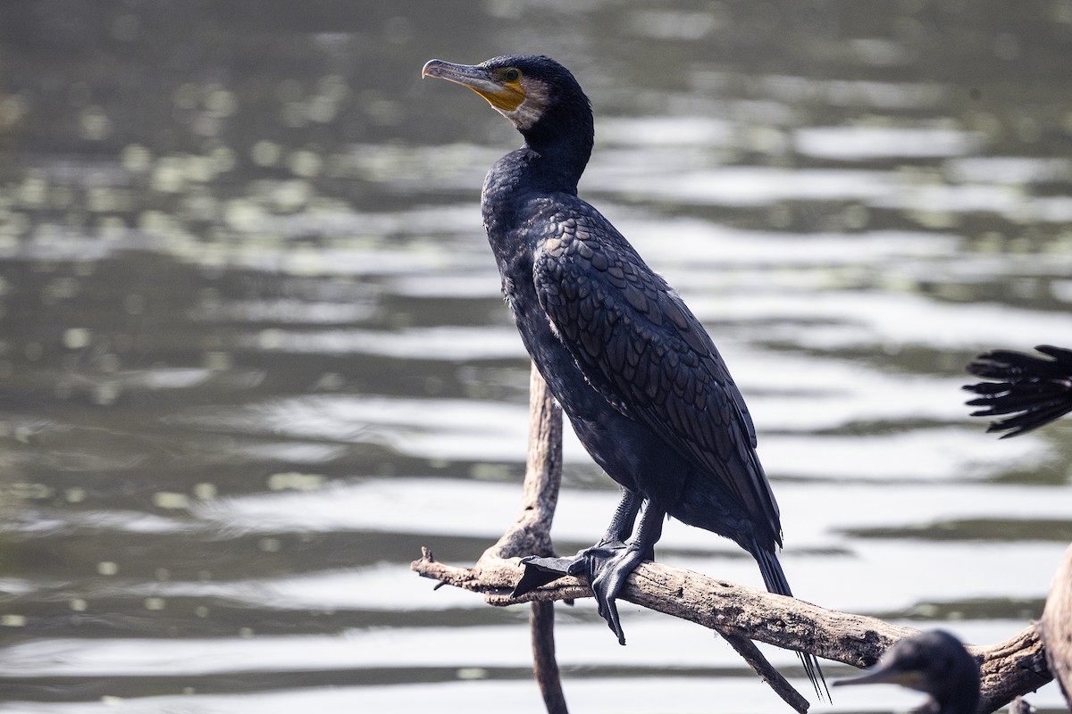 Great Cormorant - ML617467244