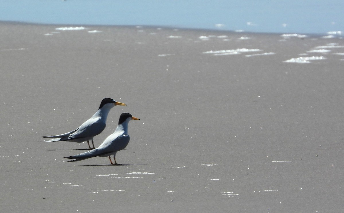 Least Tern - Rafael Salcedo