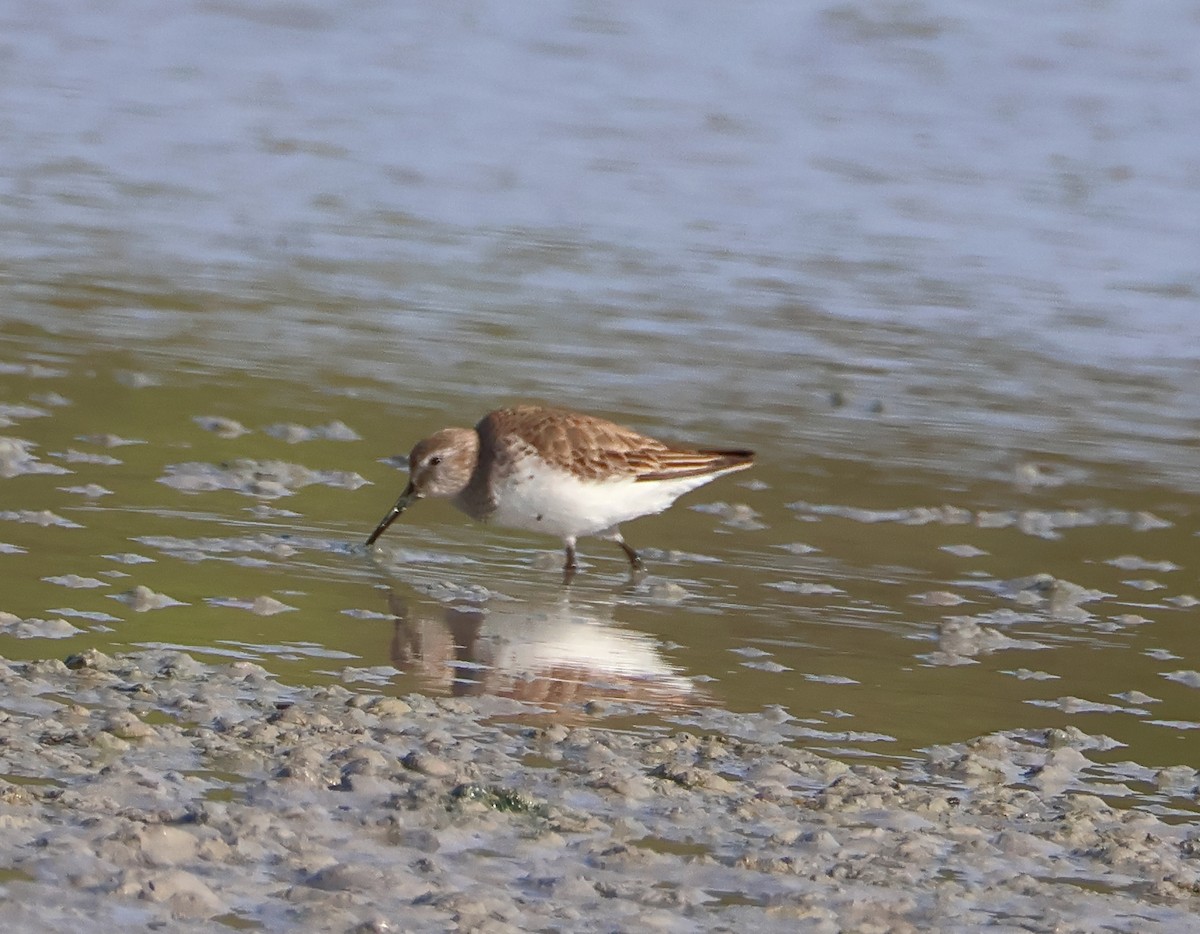 Dunlin - ML617467259