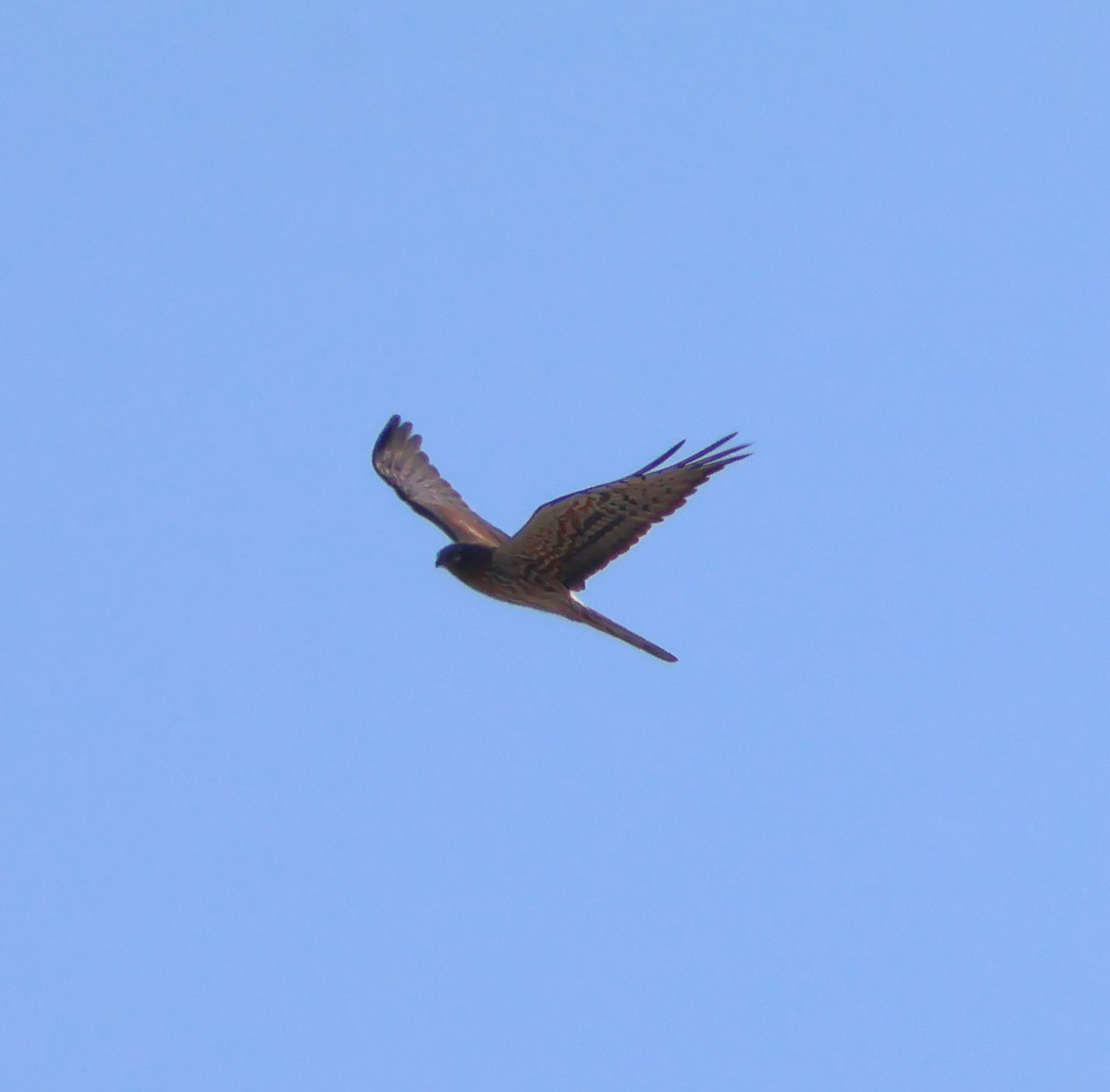 Montagu's Harrier - ML617467290