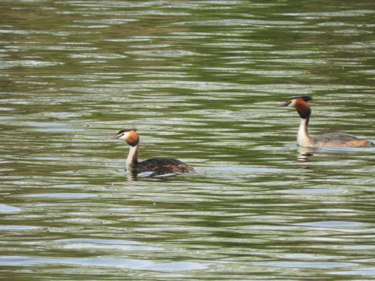 Great Crested Grebe - ML617467318