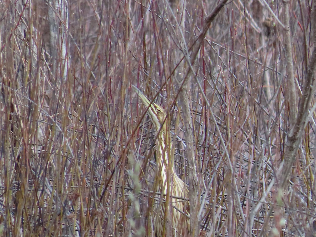 American Bittern - ML617467321