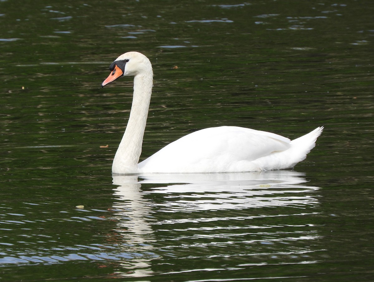 Mute Swan - ML617467322