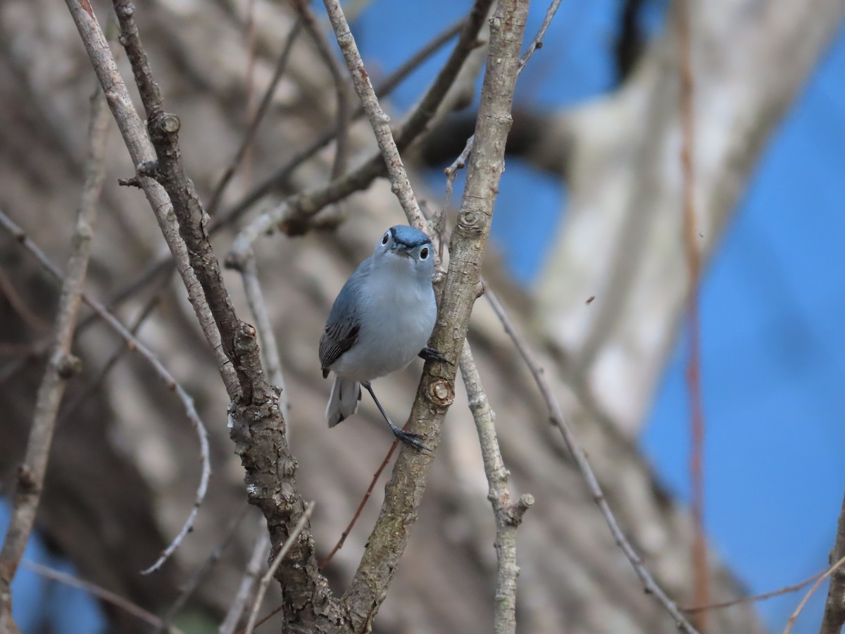 Blue-gray Gnatcatcher - ML617467327