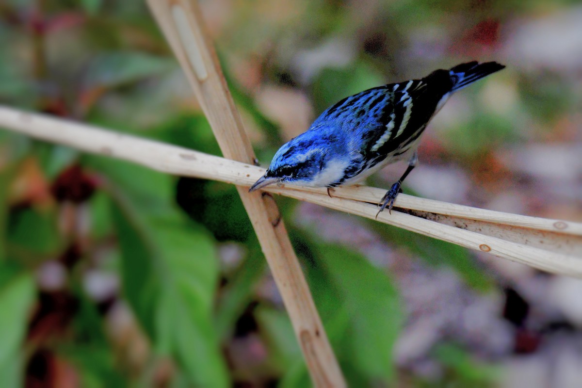 Blauwaldsänger - ML617467335