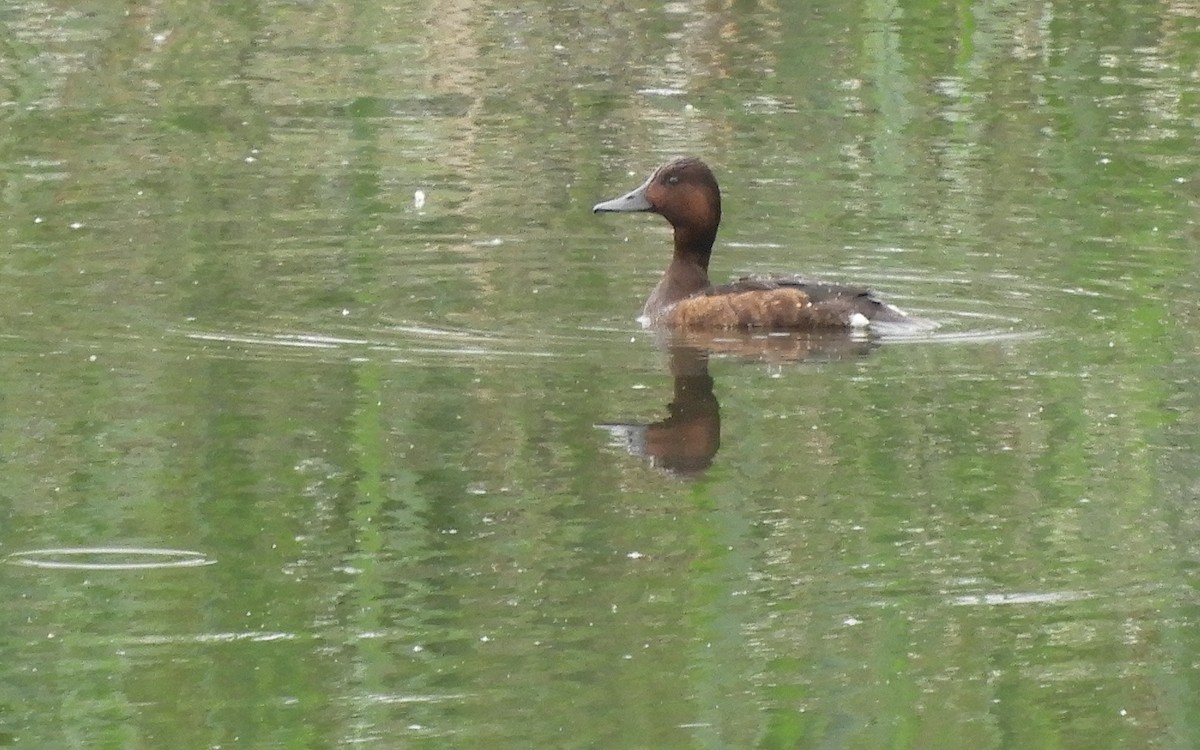 Ferruginous Duck - ML617467336