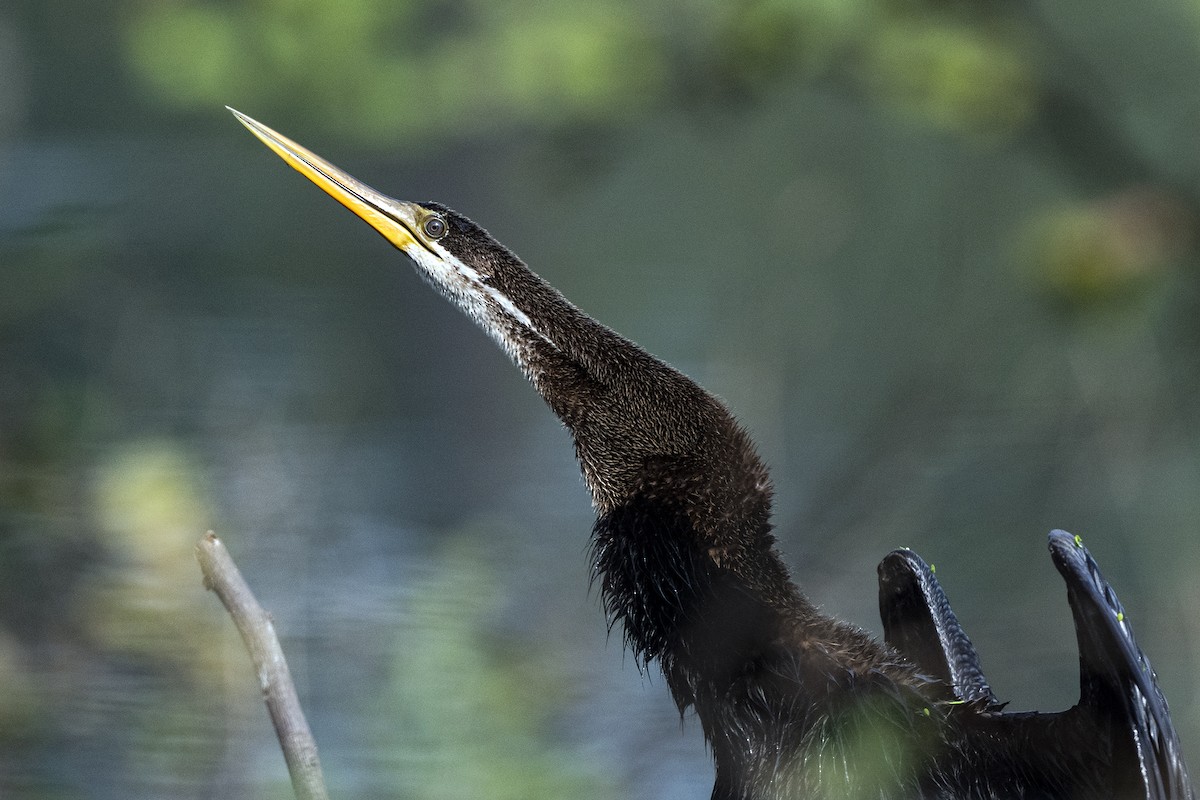 anhinga indomalajská - ML617467357